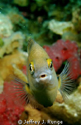 Free Swimming fish, captured at just the right moment! by Jeffrey J. Runge 